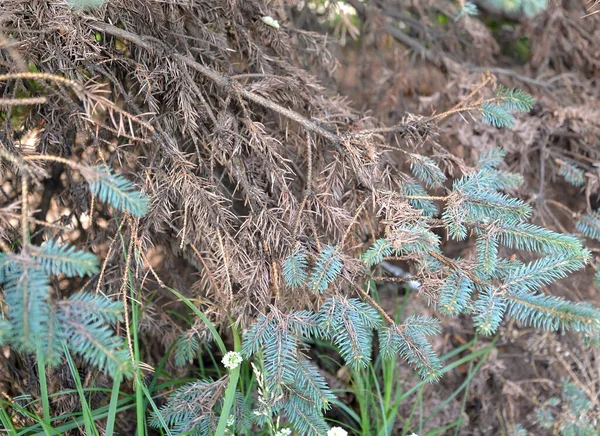 Ramas Abeto Azul Canadiense Con Agujas Bañadas Fusariosis Por Enfermedad — Foto de Stock