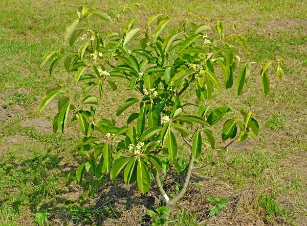 大花序的桦树树皮 品种为Ruby Wine Euonymus Grandiflorus 开花植物的一般外观 — 图库照片