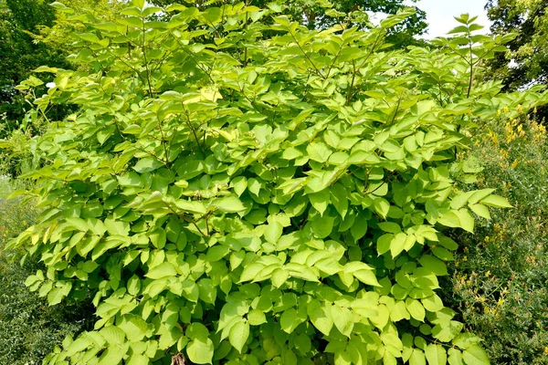 Аралия Кордата Aralia Cordata Thunb Общий Вид Завода — стоковое фото