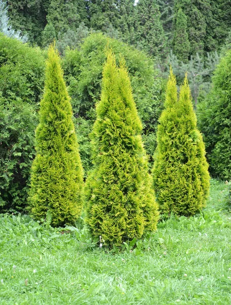 Thuja Western Variedad Golden Smaragd Thuja Occidentalis Grupo Aterrizaje — Foto de Stock