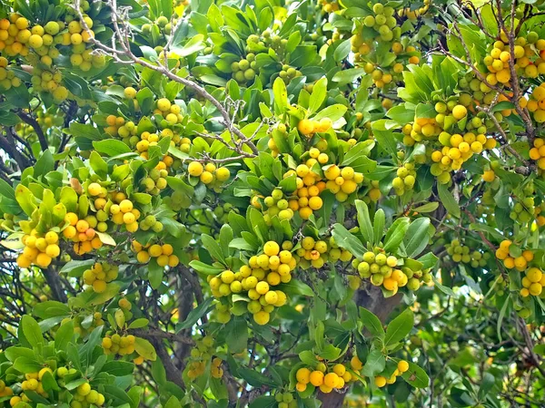 Japanese Mushmula Eriobotrya Japonica Thunb Lindl Ripe Yellow Fruits Branches — Stock Photo, Image