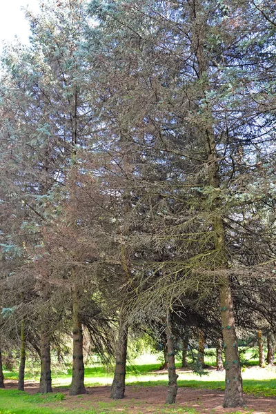 Plantio Abeto Canadense Azul Afetado Pela Doença Fusariose Fúngica — Fotografia de Stock