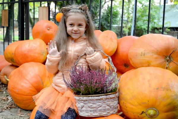 Une Fille Avec Panier Bruyère Fleurie Trouve Parmi Les Citrouilles — Photo