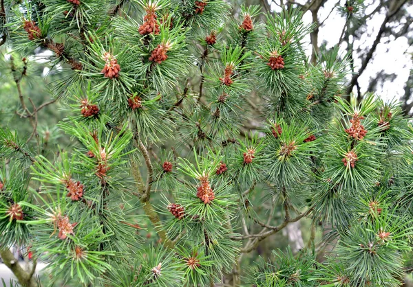 Муго Цветущей Сосны Горной Сосны Pinus Mugo Turra — стоковое фото