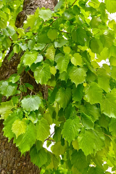 Listy Stromů Ořech Medvědí Corylus Colurna — Stock fotografie
