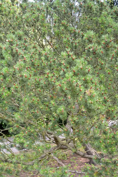Mugo Kiefer Oder Berg Pinus Mugo Turra Kronenfragment — Stockfoto