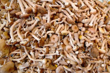 Sonbaharda kesilen afyonlar masaya serilir. Arkaplan