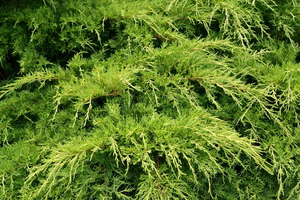 Китайська Pfitzer Juniper Золотою Juniperus Chinensis Pfitzeriana Aurea Втікачі — стокове фото