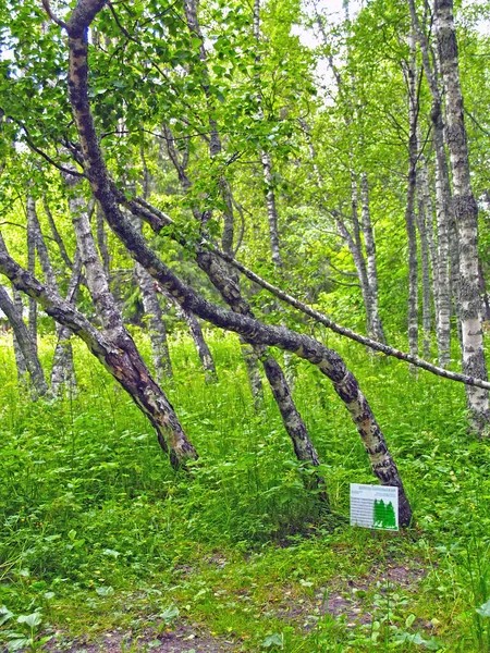 Karélie Rusko Června 2012 Karelianské Břízy Betula Pendula Var Carelica — Stock fotografie