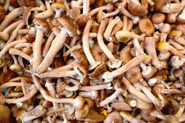 Sonbaharda kesilen uyuşturucular. Arkaplan