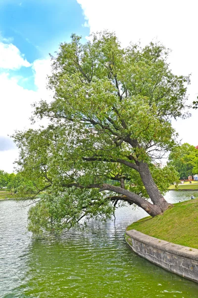 Vieux Saule Pousse Inclinant Sur Les Rives Étang Inférieur Kaliningrad — Photo