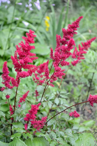 Astilba Florido Japonês Variedade Vesúvio — Fotografia de Stock