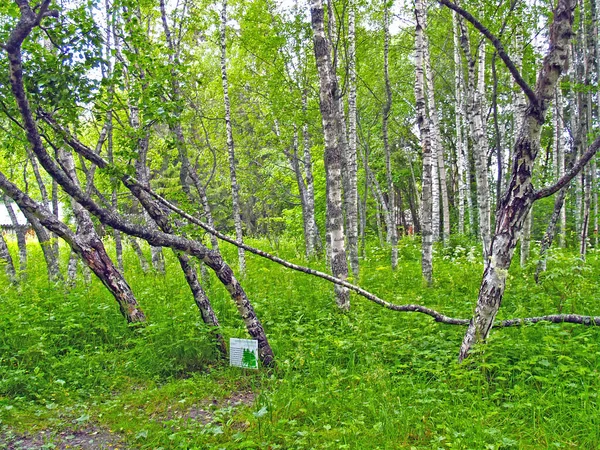 Karelia Russia Lipiec 2012 Betula Pendula Var Opieka Rezerwacie Przyrody — Zdjęcie stockowe