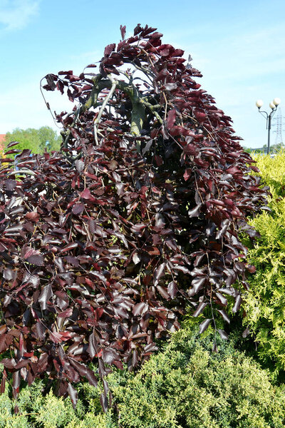 Forest beech, a form of purple weeping (Fagus sylvatica L., f. Purpurea Pendula) grows among juniper