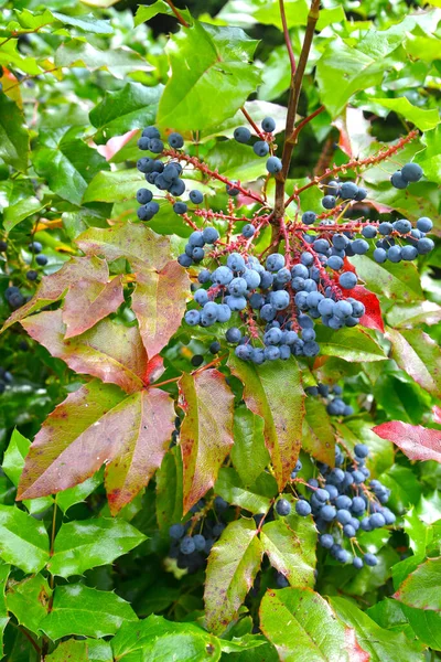 Owoce Mahonii Kończącej Mahonia Aquifolium Pursh Nutt — Zdjęcie stockowe