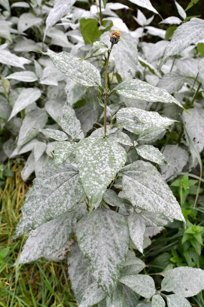 Powdery mildew on girasol plants — Stock Image Powdery Mildew Girasol Plants Stock Image