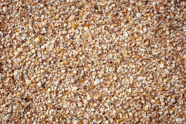 Seashell arka plan ile birçok farklı türde tüm şekil ve boyutlarda kırık