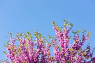 pembe çiçek ağaç arka plan