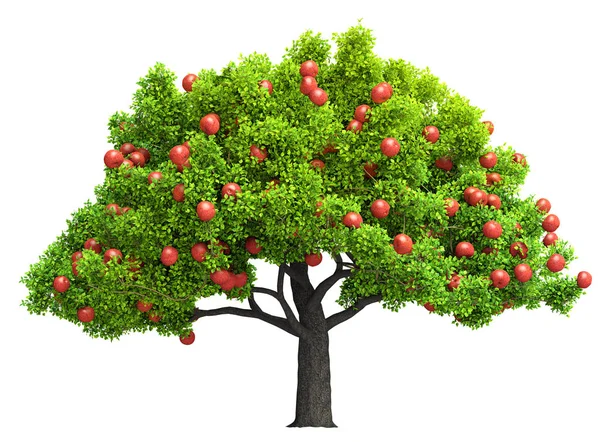 Красная Яблоня Изолированная Трехмерная Иллюстрация — стоковое фото