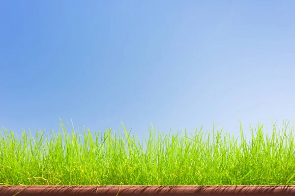 Groen Gras Blauwe Lucht Achtergrond — Stockfoto