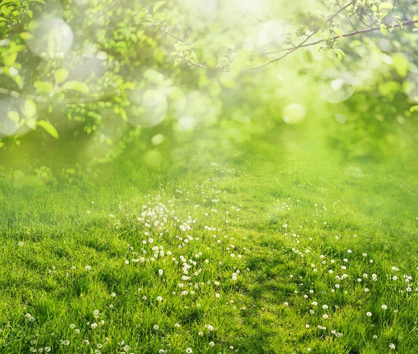 Fondo Naturaleza Verde — Foto de Stock