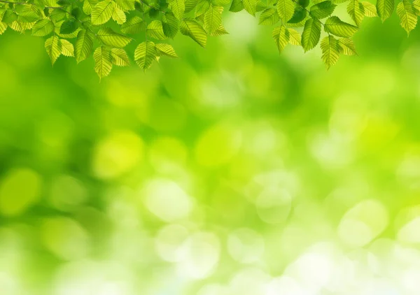 Natur Bakgrund Med Gröna Blad — Stockfoto
