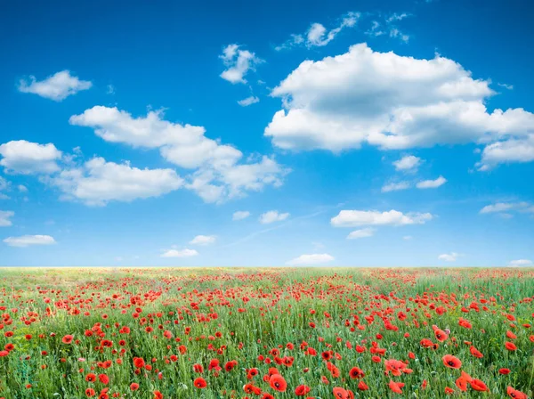 Blauer Himmel Und Mohn Blumen Feld Landschaft — Stockfoto