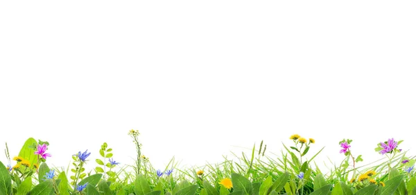 Gras Und Wilde Blumen Isolierten Hintergrund — Stockfoto