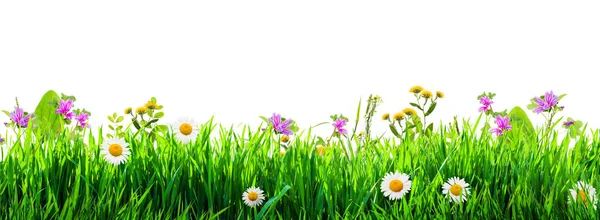 Gras Und Wilde Blumen Hintergrund — Stockfoto