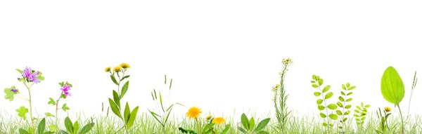 Gras Und Wilde Blumen Isolierten Hintergrund — Stockfoto