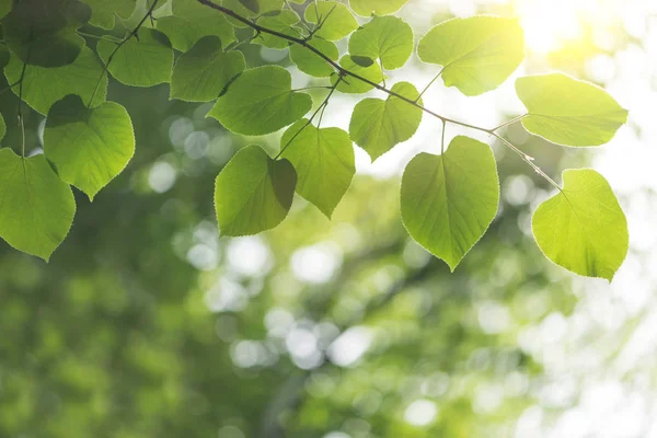 Natuur Achtergrond Met Groene Bladeren — Stockfoto