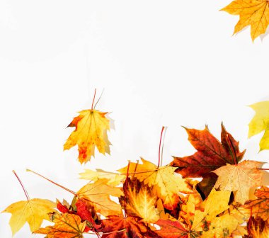 arka plan bir sonbahar yaprakları