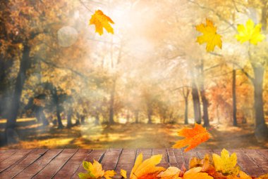 arka plan bir sonbahar yaprakları