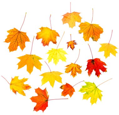 sonbahar yaprakları beyaz arkaplanda izole