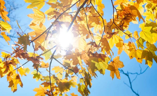 doğal sonbahar arka plan akçaağaç yaprakları