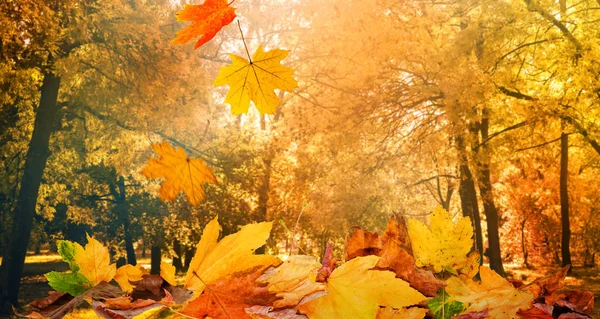 Klonowe Listowie Naturalnym Tle Jesień Drzewa — Zdjęcie stockowe