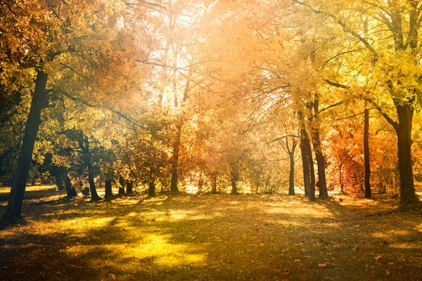カエデの葉の木自然秋背景 — ストック写真