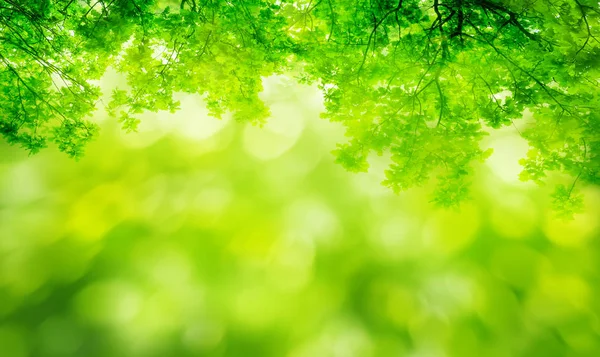 Natuur Achtergrond Met Groene Bladeren — Stockfoto