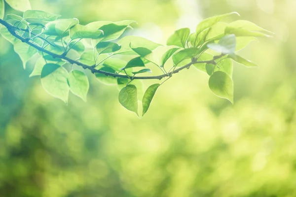 Фон Природы Зелеными Листьями — стоковое фото