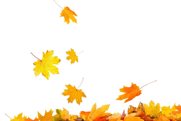 Podzim Listy Pozadí — Stock fotografie