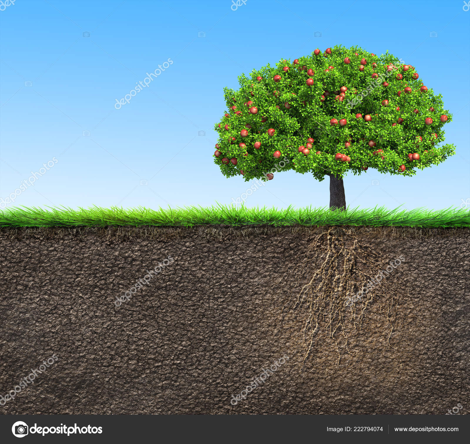 Soil Apple Tree Roots Stock Photo by ©varuna 222794074