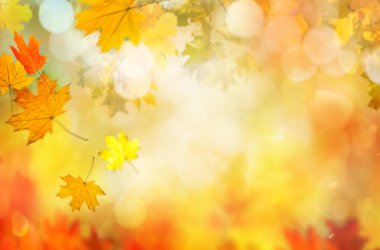 arka plan bir sonbahar yaprakları