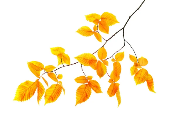 オレンジ色の葉が白で隔離秋枝 — ストック写真
