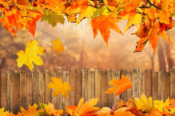 Осенний Фон Заднем Дворе — стоковое фото
