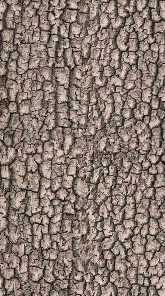 Bezszwowe Kory Drzewa Tekstury — Zdjęcie stockowe
