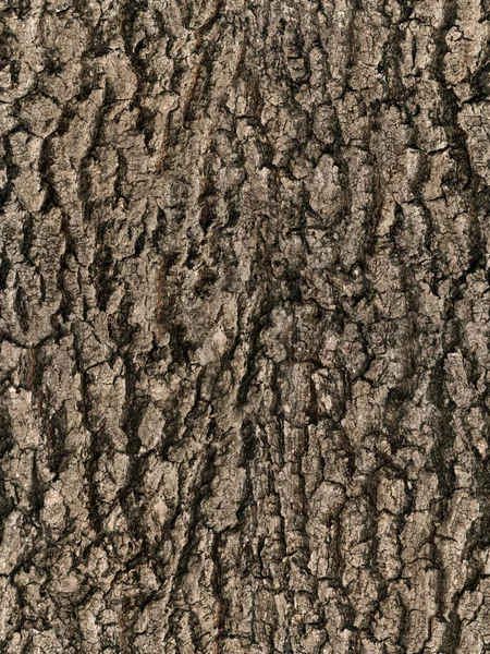 Uma Textura Árvore Casca Sem Costura — Fotografia de Stock