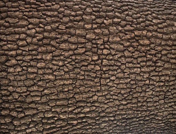 Uma Textura Árvore Casca — Fotografia de Stock