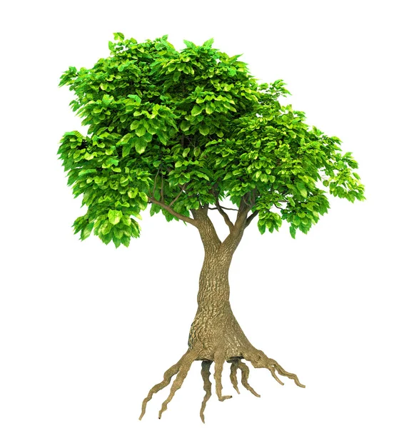 Baum Isoliert Mit Wurzeln Und Blättern Illustration — Stockfoto