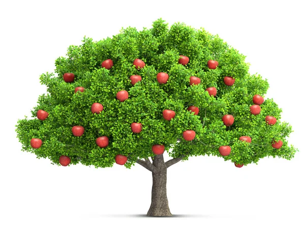 Červené Jablko Strom Izolované Obrázek — Stock fotografie