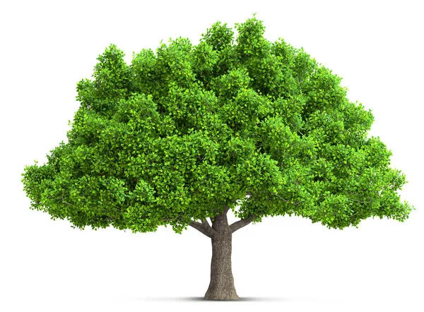 Árvore Isolada Com Folhas Detalhadas Altas Ilustração — Fotografia de Stock